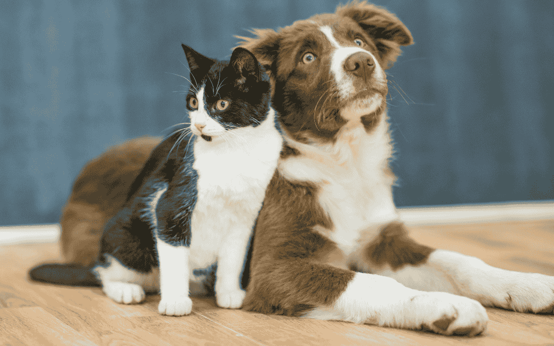 Aura zwierząt - Katarzyna Zielińska – Mistrz Reiki – przekaz Reiki, harmonizacja czakr, oczyszczanie aury, odcinanie toksycznej osoby, oczyszczanie związku, energetyzowanie przedmiotu energią Reiki