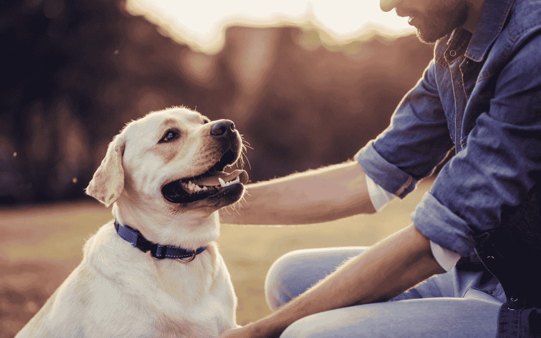 Dusze zwierząt - Katarzyna Zielińska – Mistrz Reiki – przekaz Reiki, harmonizacja czakr, oczyszczanie aury, odcinanie toksycznej osoby, oczyszczanie związku, energetyzowanie przedmiotu energią Reiki
